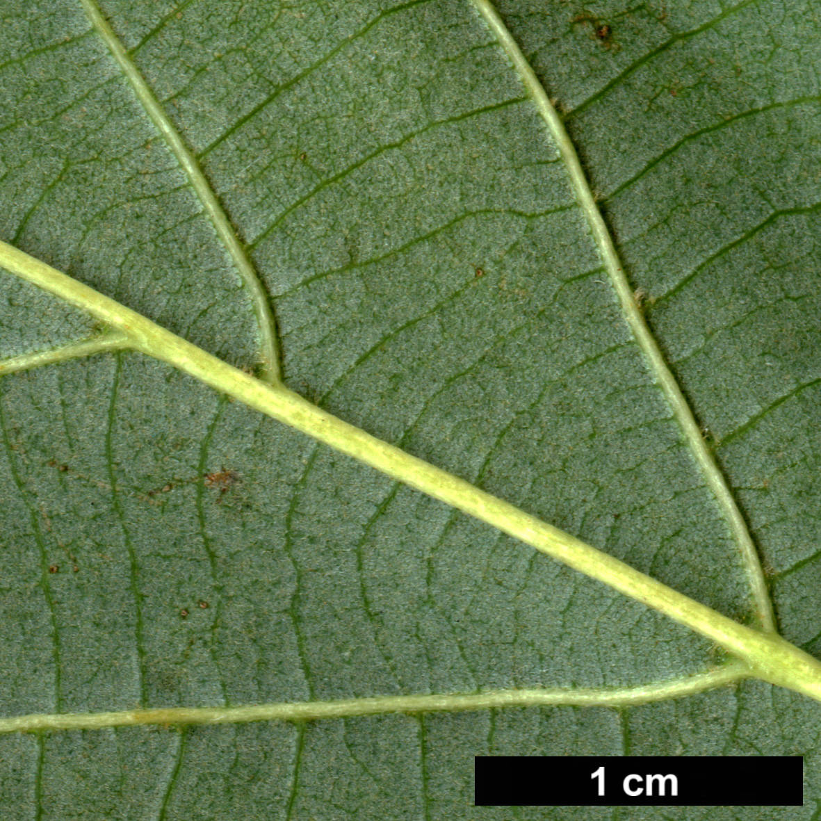 High resolution image: Family: Malvaceae - Genus: Tilia - Taxon: caroliniana